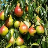 Kako napraviti vino od domaćih krušaka